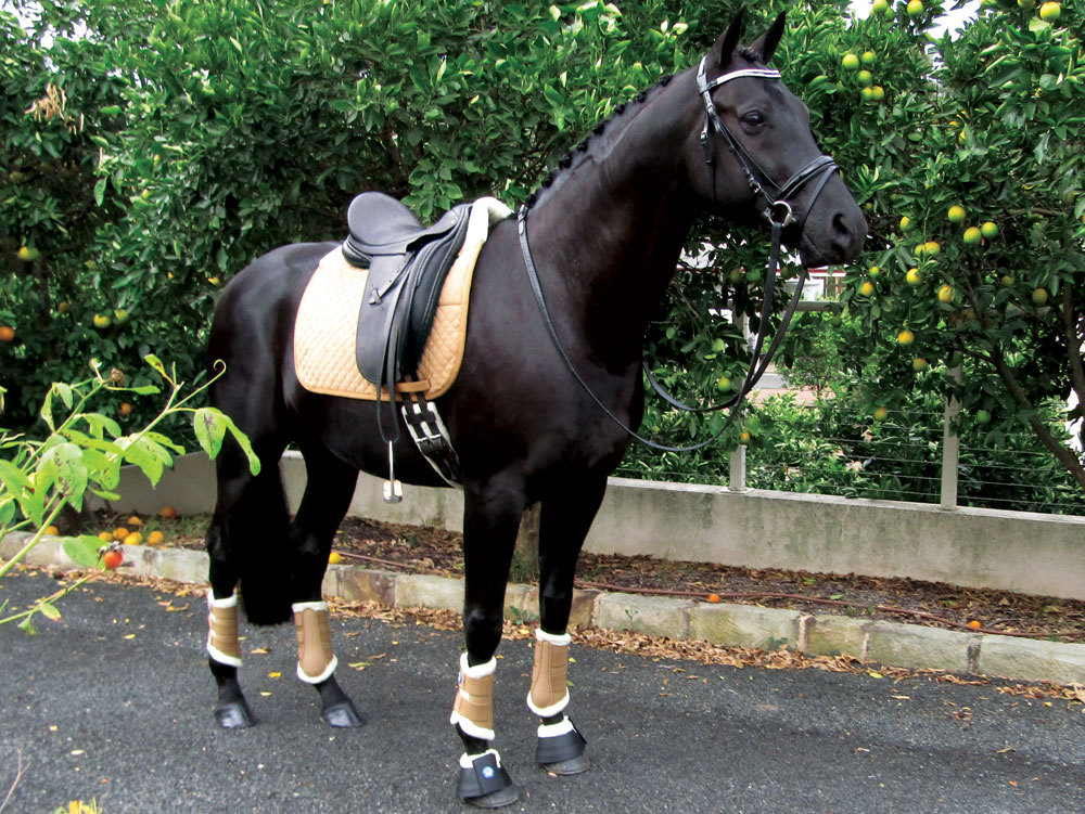 Equinenz Breathable Wool Brushing Boots