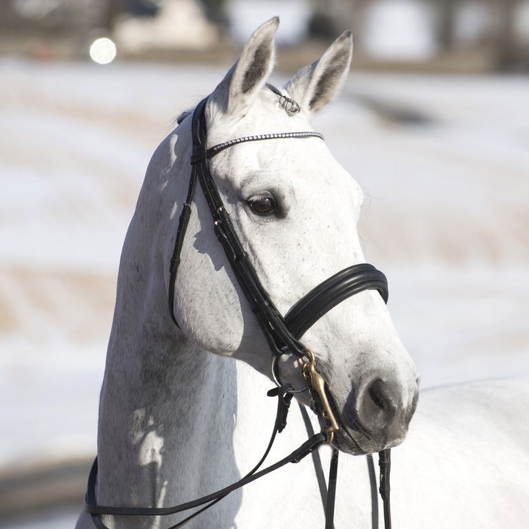 Vienna Weymouth Bridle