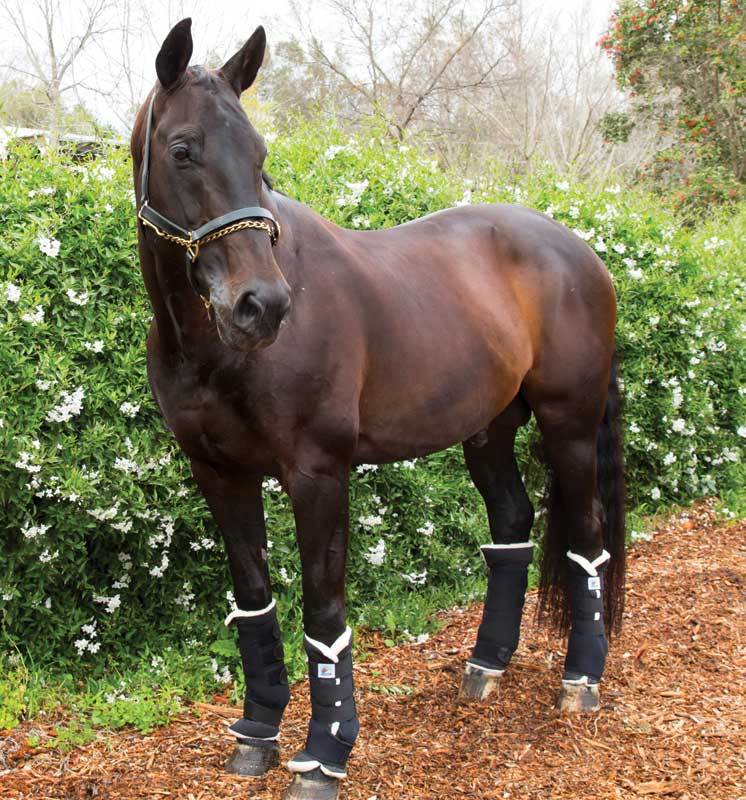 Equinenz Wool Lined Horse Stable Boots