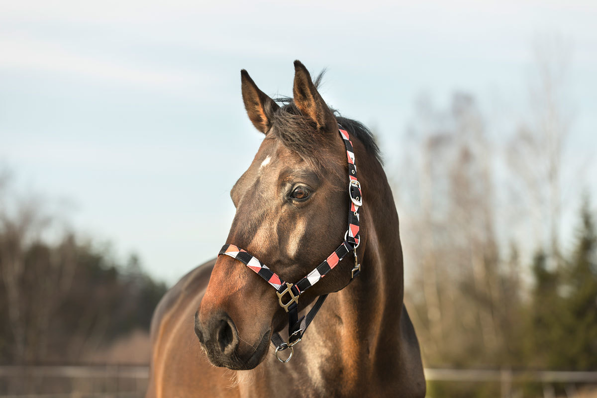 Horze Halter and Lead Set - Bild 47 von 55