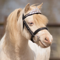 QHP Silver Horse Crown