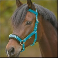 Waldhausen Lightweight Lunging Cavesson  - Azure Blue