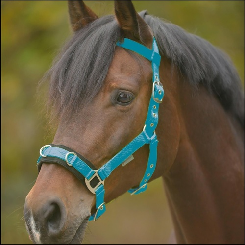 Waldhausen Lunging Cavesson & Rope Set - Azure Blue